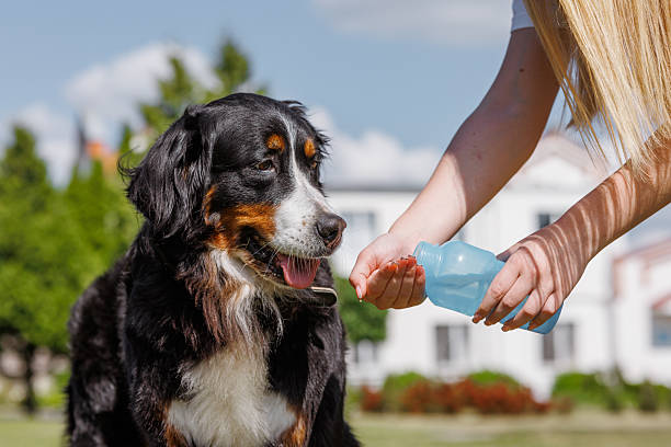 7 Signs Your Dog May Be Dehydrated (And What To Do Immediately)