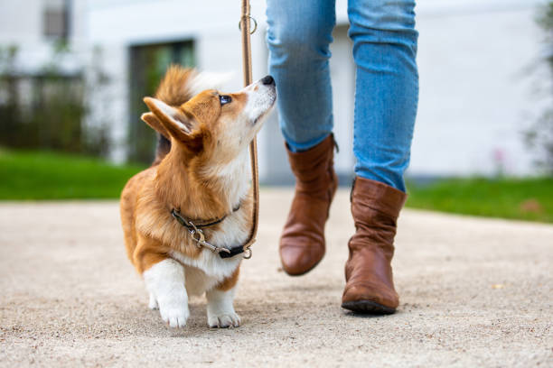 Common Dog Care Mistakes Owners Make Every Day