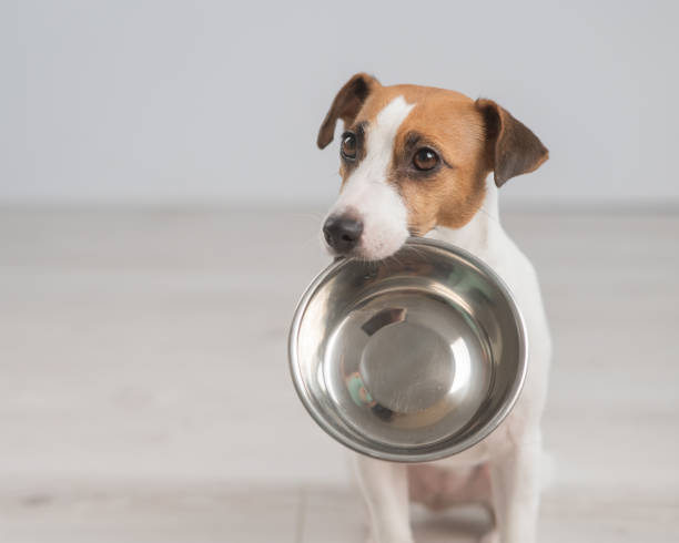 How Often Should You Feed Your Dog? A Practical Feeding Guide by Age & Size