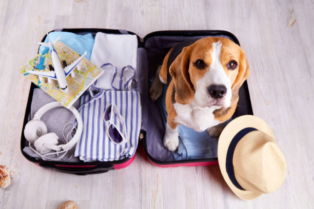 What Every Dog Owner Should Bring on Every Walk?