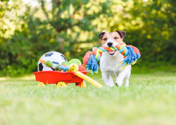 Why Should Your Dog Have Toys? More Than Just Playtime