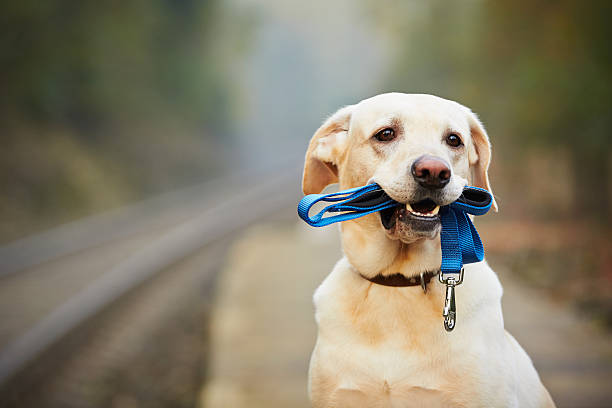 Leashes vs Harnesses: Which Is Better for Your Dog?